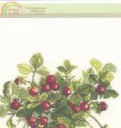 Fujico - Indian Strawberry