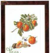 Thea Gouverneur TG 3061 Oranges XSD