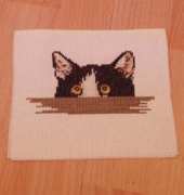 cat hide and see