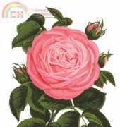 Haukun H139 - Rose