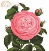 Haukun H139 - Rose