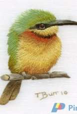 Trish Burr  -   Little Bee eater