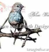 HAED HAENNT 54 Blue Waxbill  by Malcolm Bowling