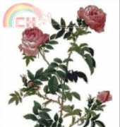 Golden Kite - GK 356 Rosa Sepium