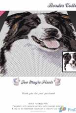 Two Magic Pixels - Border Collie