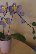 Orchid 2
