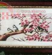 Dome 41105 - Apricot tree