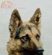 German Shepherd dog