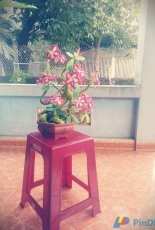 Hoa sứ Thái