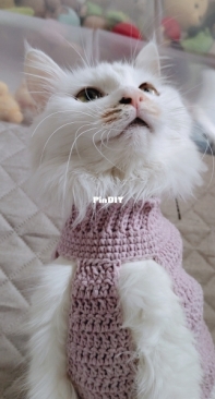 cats sweater