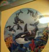 killer whales at play
