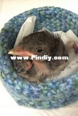 Karlen Gunderson - Bird and Wildlife Rescue Nests Crochet - free