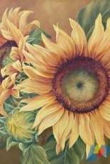 HAED HAEMABMINI 124 Mini Sunflowers by Marianne Broome