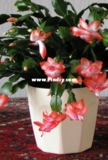 My Cactus.