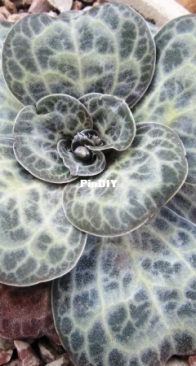 Dictyolimon macrorhabdos  Диктиолимон= Aeoniopsis cabulica