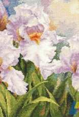 Alisa 2-36 - White Irises