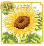Podsolnuch sunflower