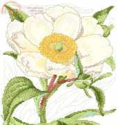 Antique Peony