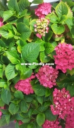Hydrangeas