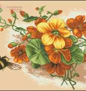 Nasturtium from ​​Galeria Broderia April 2012  XSD