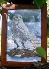 The Stately Snowy Owl