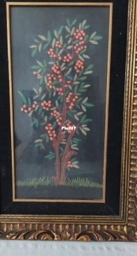 Embroidered  pyracantha