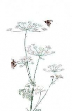 Thea Gouverneur 1067 - Cow Parsley and Вees