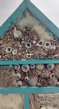 the insect house