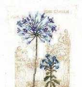 Lanarte 34655 Agapanthus