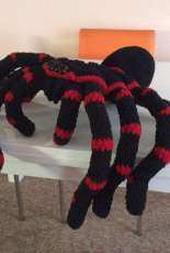 Mexican Red Knee Spider