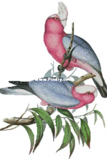 Artecy Cross Stitch - Rose-Breasted Cockatoos
