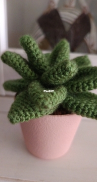 Cactus 3