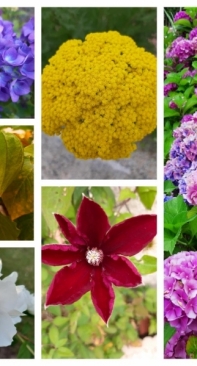 Flowers from my garden 2