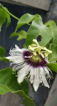 Passionflower from my garden