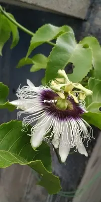 Passionflower from my garden