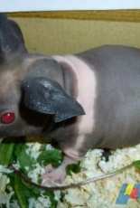 My 4 weeks old skinny pig