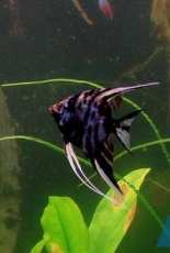 Fish)) in my life))