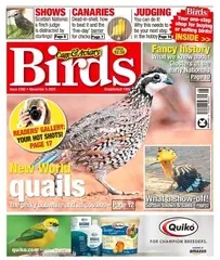 Cage and Aviary Birds - November 5, 2025