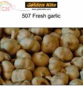 Golden Kite 507 Fresh Garlic