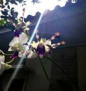 my dendro