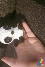 Baby Panda