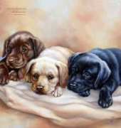 Luca-S G434 Three dogs