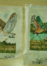 Kingfisher and owl