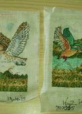 Kingfisher and owl
