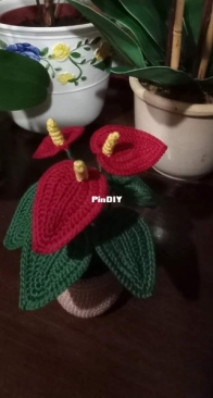 Anthurium plant