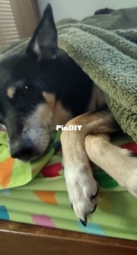 Mi Carlota