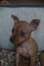 my pet