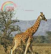 Artecy Cross Stitch - Giraffe 1