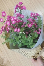 Beautiful Flower 5