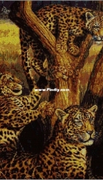 Mislabores - Anileo-1( Animalie). Familia de Leopardos